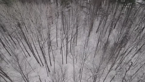 Zenithal Drone shot of a winter forest and river Canada Quebec nature Vídeo Stock 293654763