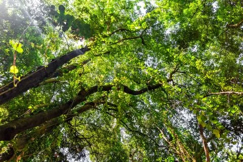 Zenithal view of trees in nature Stock Photos