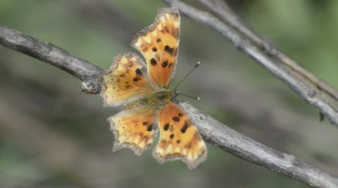 Zephyr Anglewing Butterfly Stock Footage 32270824