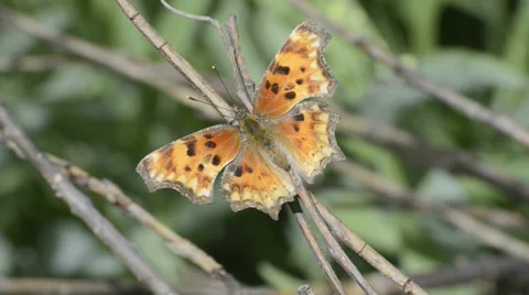 Zephyr Anglewing Butterfly Stock Footage 32270849