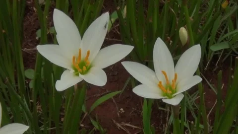 Zephyranthes flower Stock Footage 272789214