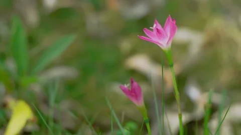 The Zephyranthes minuta Stock Footage 251880425