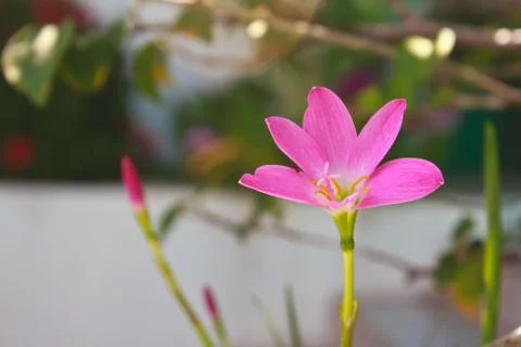 Zephyranthes Stock Photos