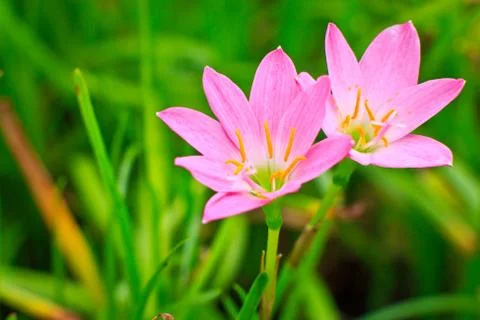 Zephyranthes Stock Photos