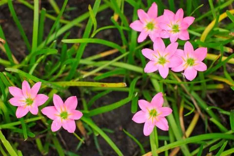 Zephyranthes Stock Photos