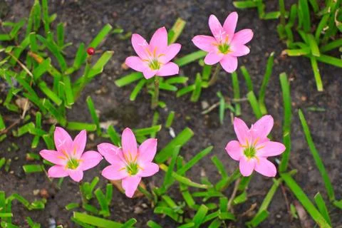 Zephyranthes Stock Photos