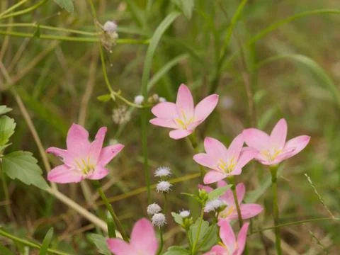 Zephyranthes Foto stock
