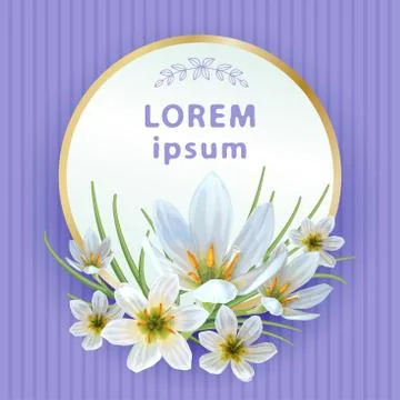 Zephyranthes spring Stock Illustration