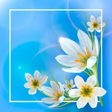Zephyranthes spring Stock Illustration