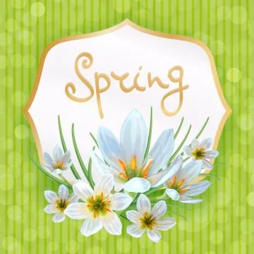 Zephyranthes spring Stock Illustration