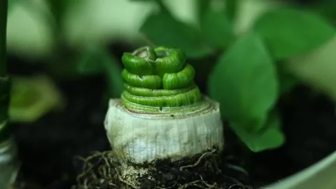 Zero waste Stock-Footage 131232004