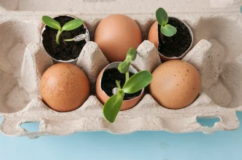 Zero waste gardening, sprout in eggshell, recycle. carton box. Foto stock
