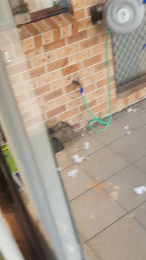 Zeus Couldn T Help Himself Sydney New Stock Video Pond5