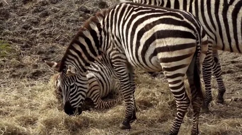 Zezbra Close Up Stock Footage 48845906