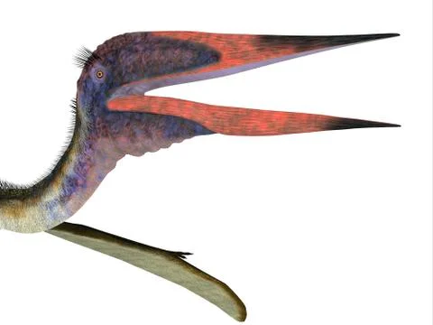 Zhejiangopterus Pterosaur Head Stock Illustration