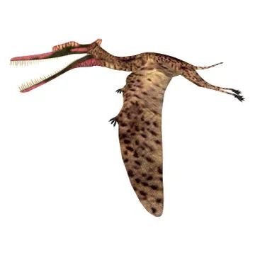 Zhenyuanopterus Pterosaur Flying Stock Illustration