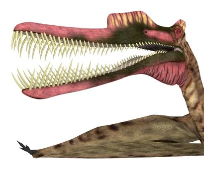 Zhenyuanopterus Pterosaur Head Stock Illustration