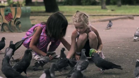 Zhytomyr, Ukraine - August 2014: pigeons fly away kid tries to scare them Stock Footage 70948830