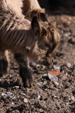 Zicklein Stock Photos