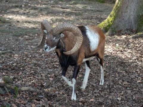 Ziegenbock Foto stock