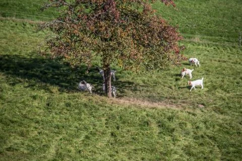 Ziegenherde Stock Photos
