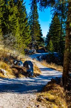 Zig Zag between the pines Stock Photos
