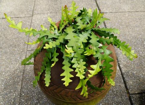 Zig zag cactus, also known as Fishbone cactus 스톡 사진