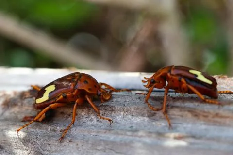 Zig-Zag Fruit Chafer Beetles (Anisorrhina flavomaculata) 스톡 사진
