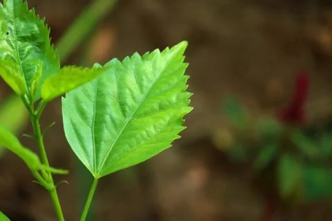 Zig zag pattern from green leaf of hibiscus plant Foto stock