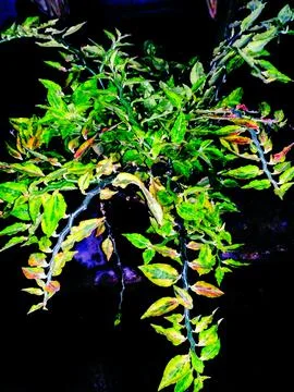 Zig zag Pedilanthus tithymaloides 스톡 사진