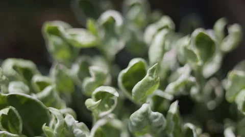 Zig Zag Plant Leaves Growing In The Backyard 01 Stock Footage 333741089