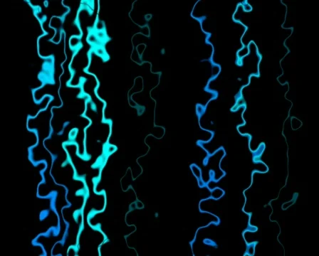 Ziggy Stock Footage 475032