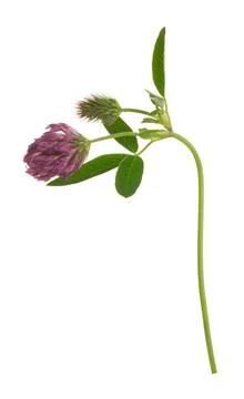Zigzag clover, Trifolium medium isolated on white background Stock Photos