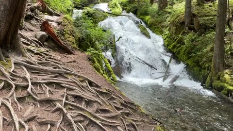 Zigzag Falls in Oregon Video stock 312653168