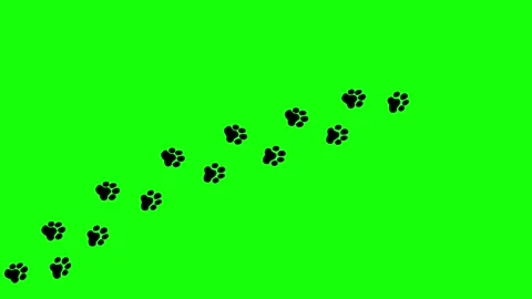 Zigzag paw steps Stock Footage 274306683