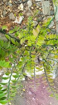 Zigzag plant or Devil's Backbone growing on rocky ground, Euphorbia tithyma.. Fotos de archivo