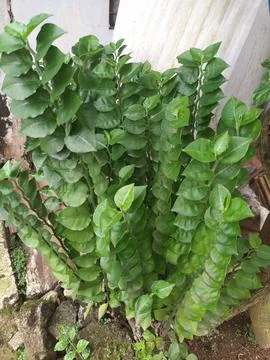 Zigzag Plant Foto stock