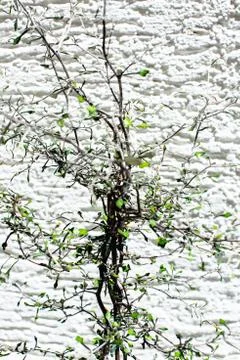 Zigzag plant/Corokia cotoniaster Stock Photos