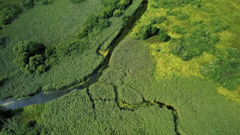 Zigzag River in the wild. Small river in green field and forest in swamp. Vídeos de archivo 167035340