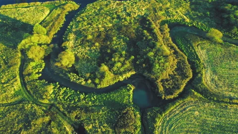Zigzag River in the wild. Small river in green field and forest in swamp. Видео 167058479