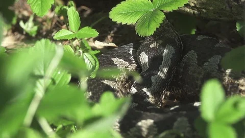 Zigzag snake bathing in the sun, Common European viper in the scrubs Stock Footage 74368613
