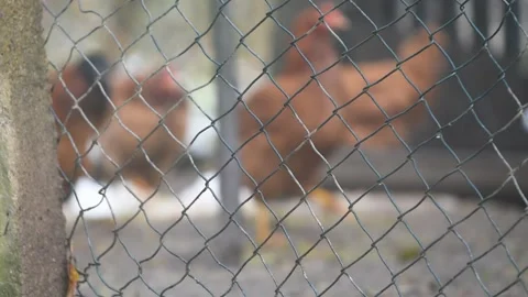 Zigzag wire fence pattern of chicken coop Stock Footage 300659848