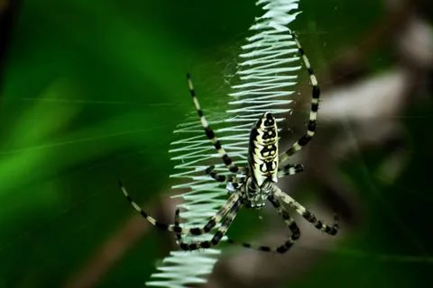 Zigzags 库存照片