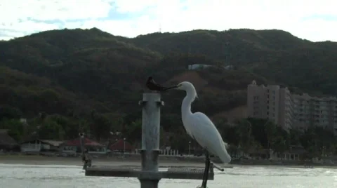 Zihuatanejo Vidéo 649297