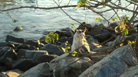 Zihuatanejo Vídeos de archivo 649772