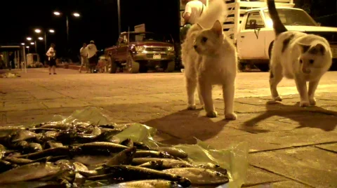 Zihuatanejo Vidéo 649783