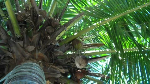 Zihuatanejo Vidéo 649892