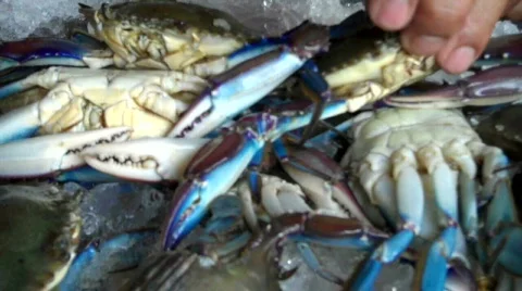 Zihuatanejo Vidéo 649922