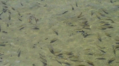 Zihuatanejo Vídeos de archivo 652323