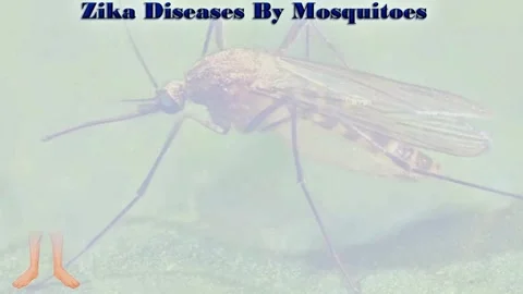 Zika Diseases  by  Mosquitoes Stock Footage 296880997